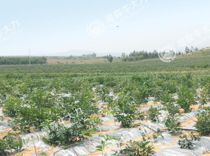 牛大力良種良法--標準化種植